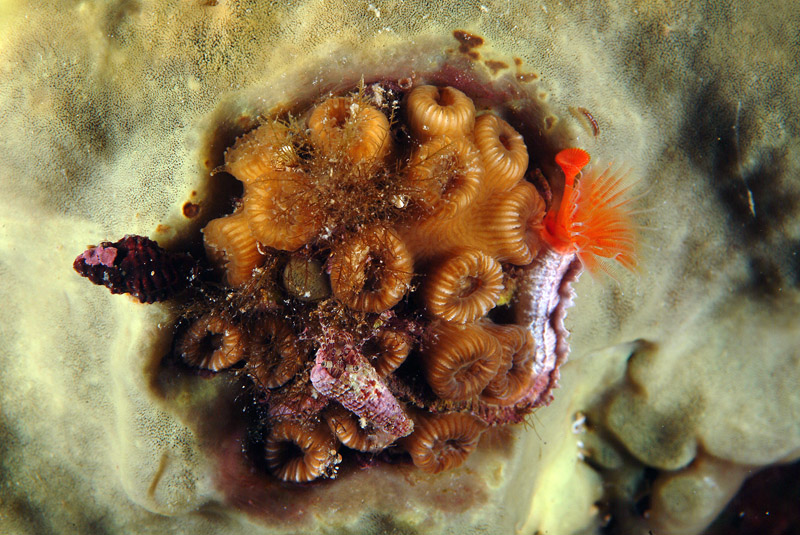 Cladocora caespitosa